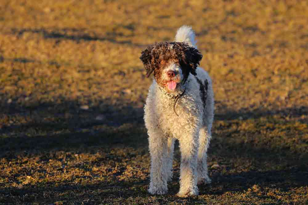 Spanischer Wasserhund