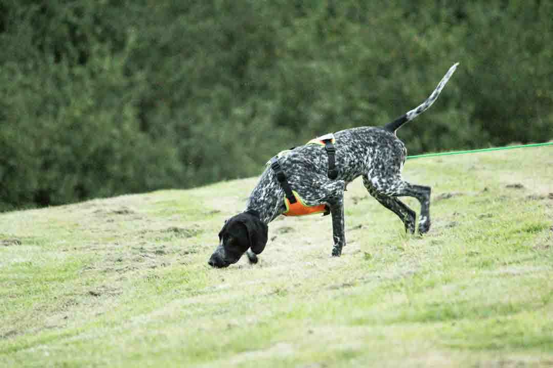 Suchhund beim Mantrailing