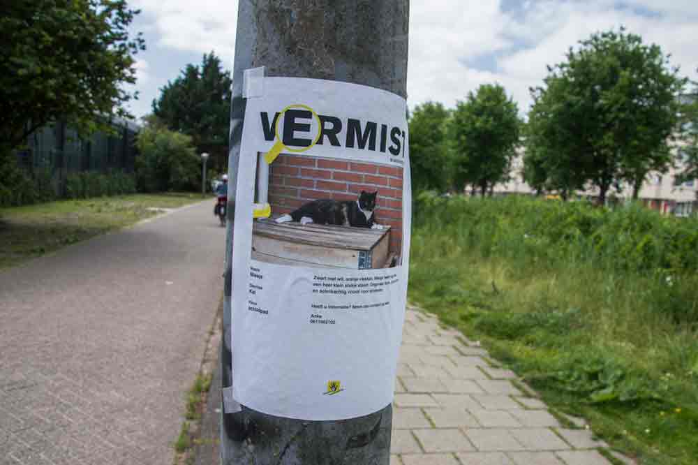 Suchplakat für eine entlaufene Katze