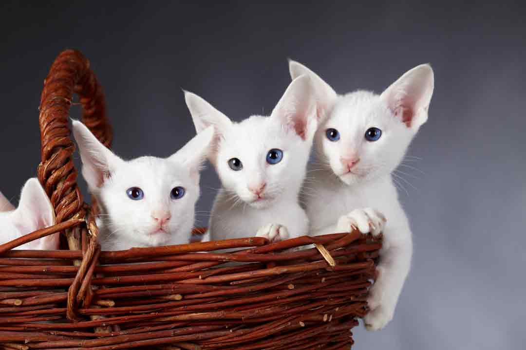 Weiße Orientalisch-Kurzhaar-Kitten