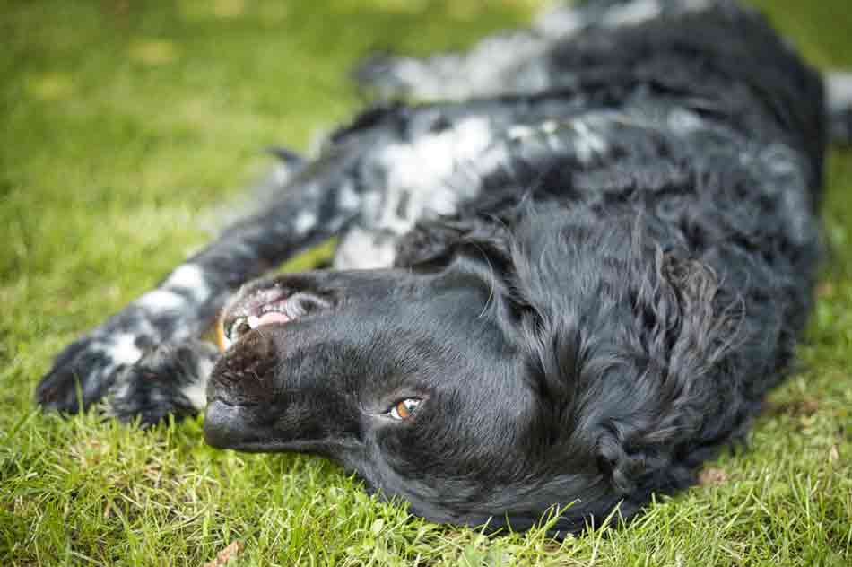 Wetterhoun: Hund mit Locken