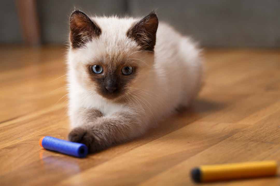 Balinese: eine junge Katze