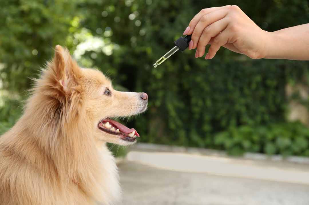 CBD für Hunde