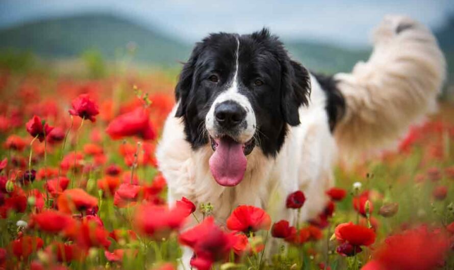 Landseer: wasserliebender Riesenteddy