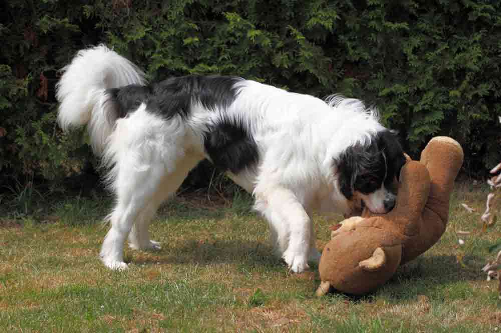Landseer: Hund mit Kuschelfaktor