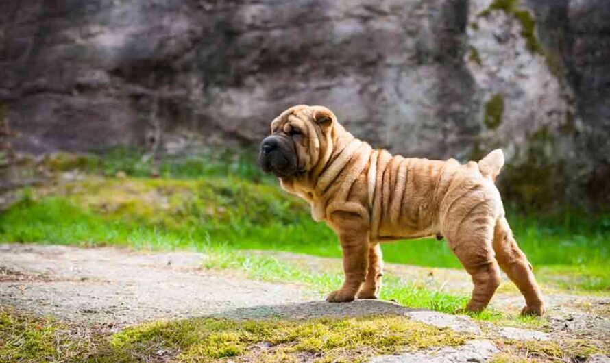 Shar Pei: Charakter, Pflege und Haltung