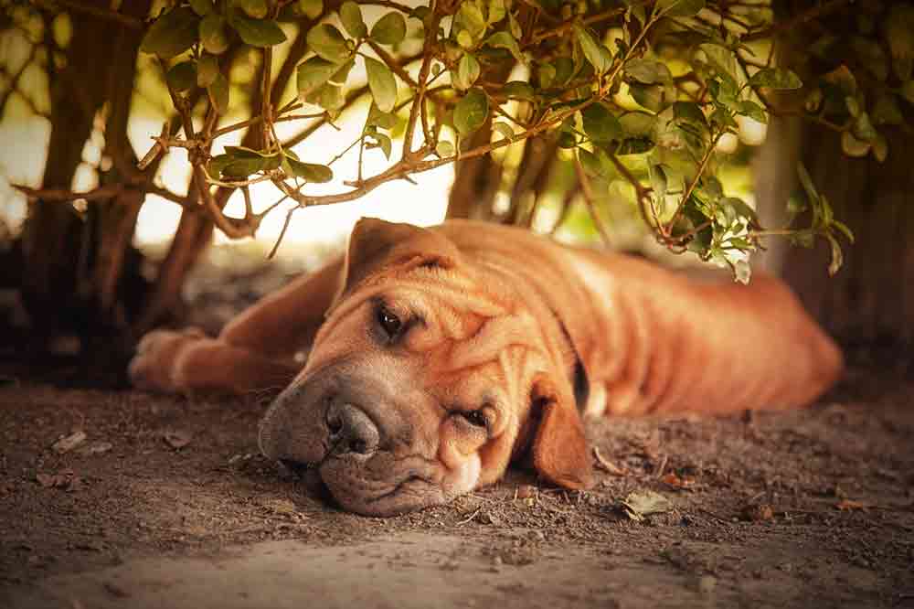 Ein Shar Pei döst im Schatten