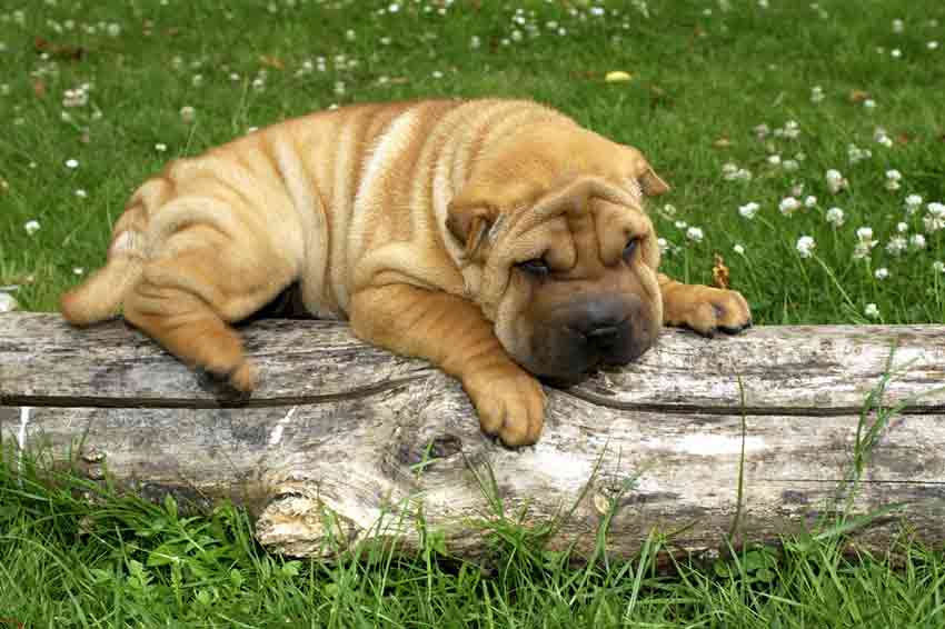 Hunderasse: Shar Pei