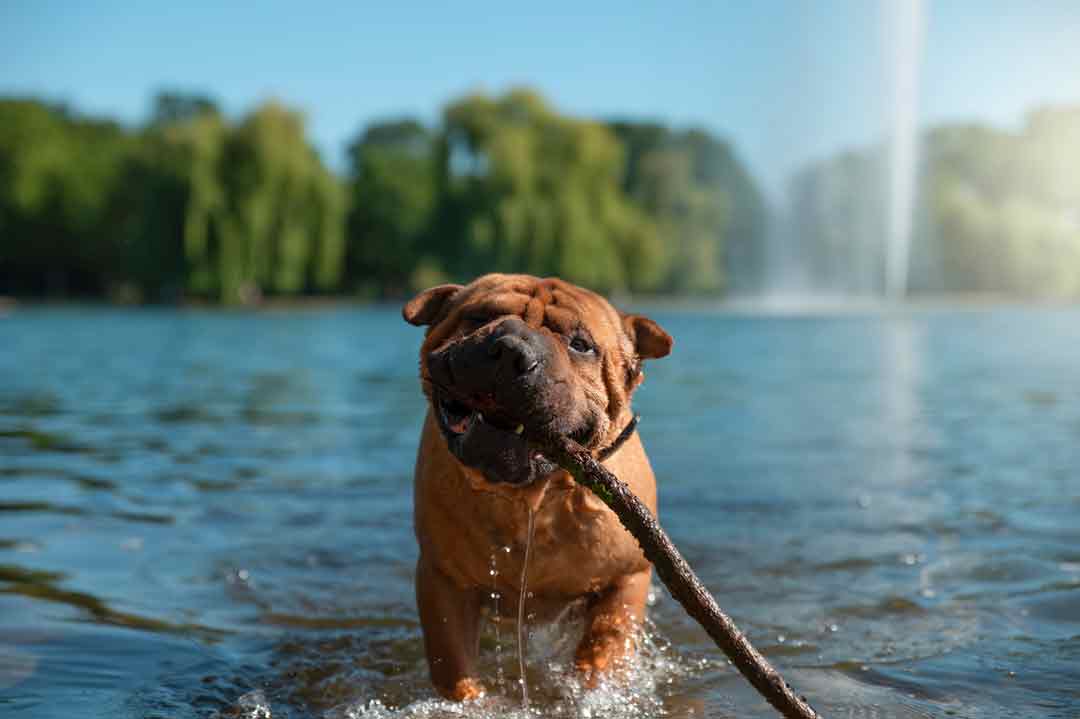 Ein Shar Pei im Wasser