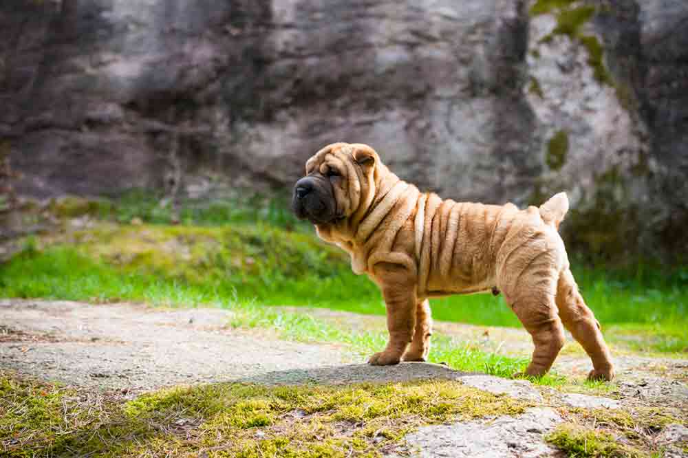 Shar Pei