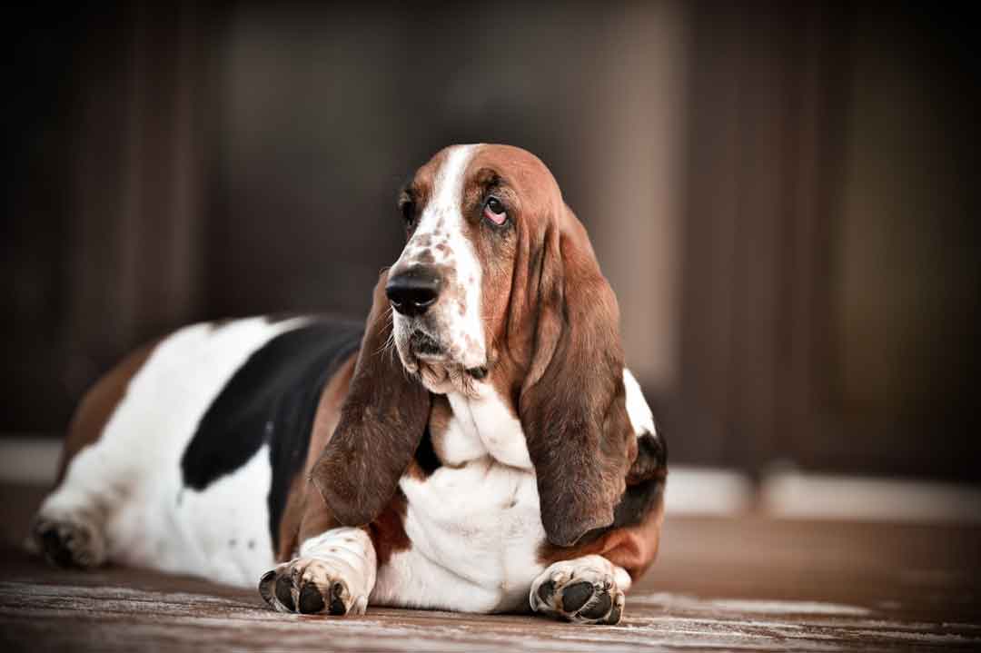 Ektropium beim Hund