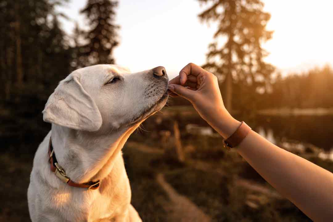 Labrador mit HD