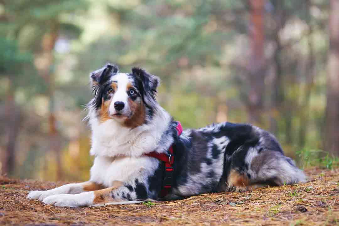 Merle-Faktor bei Hunden