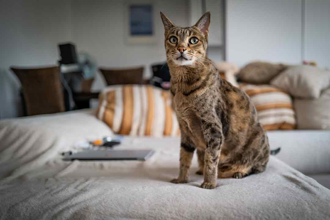 Die Savannah-Katze gilt als Qualzucht