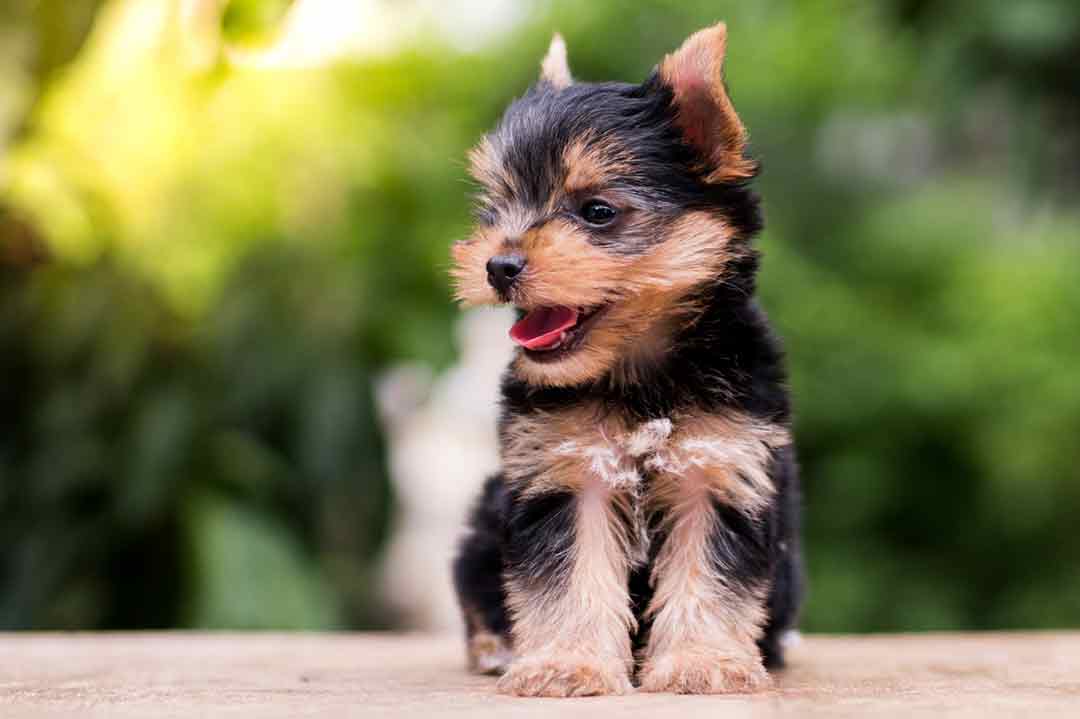 Ein Tea-Cup-Yorkshire-Terrier