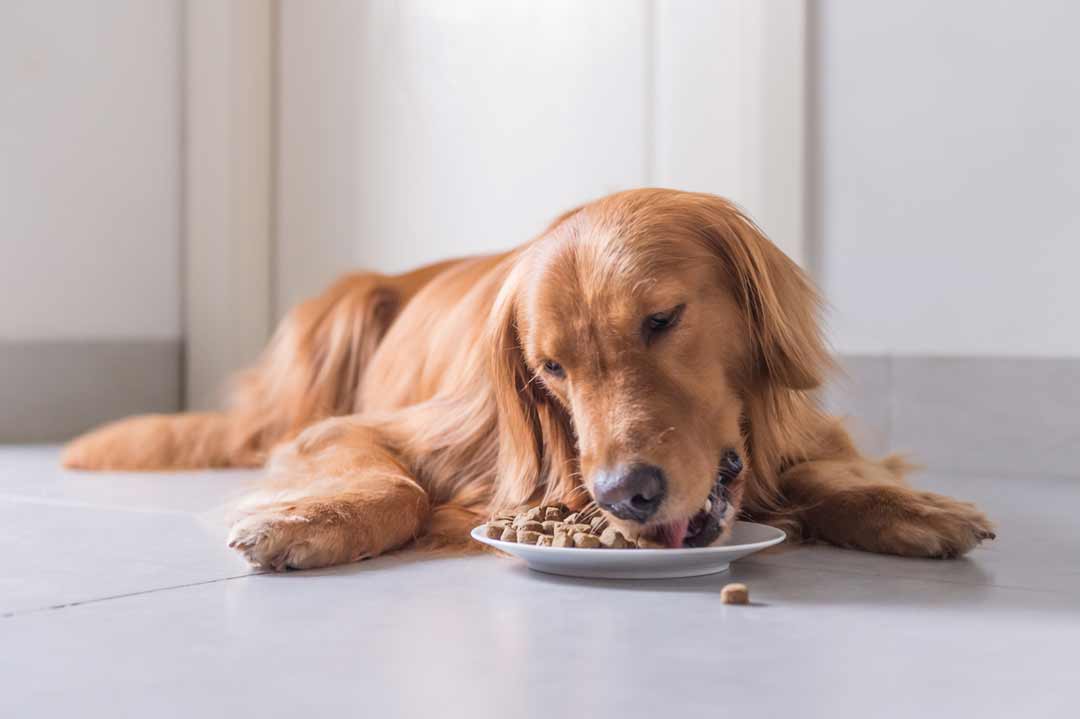 Appetitlosigkeit beim Hund