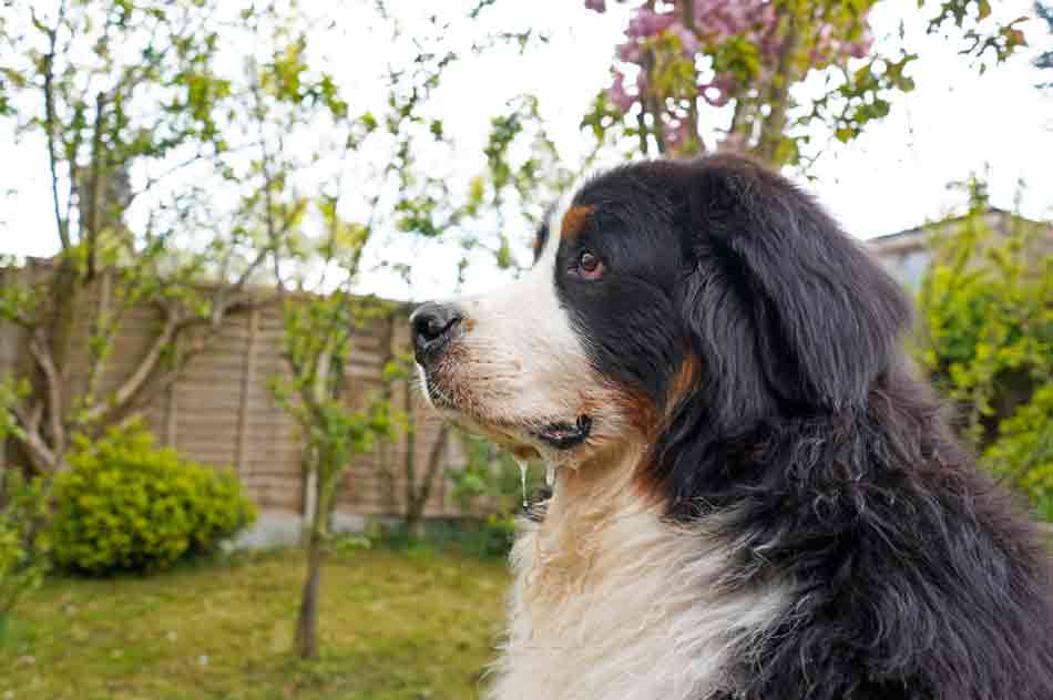 Ein Berner Sennenhund sabbert