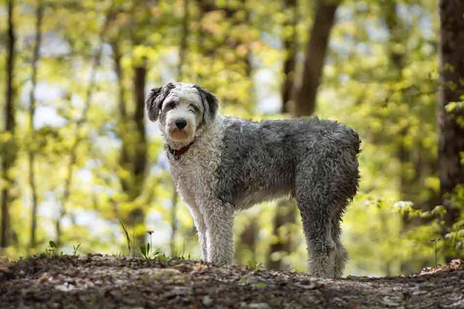 Ein Bobtail steht im Wald