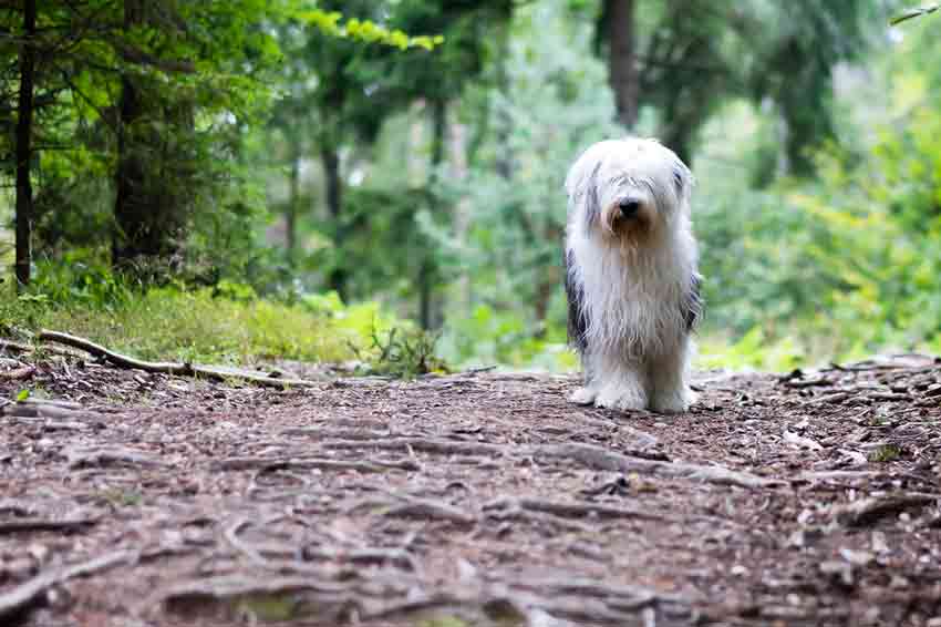 Der Bobtail heißt auch Old English Sheepdog