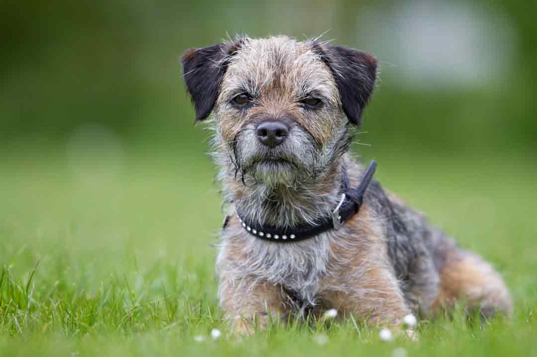 Border Terrier im Rasseporträt