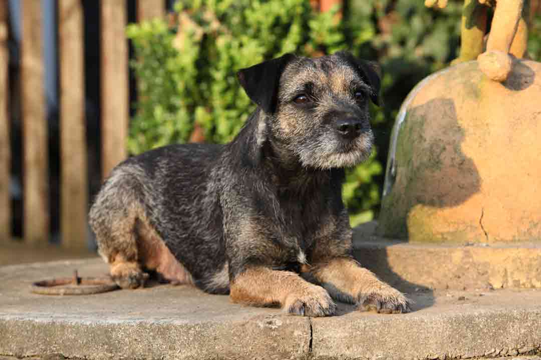 Border Terrier