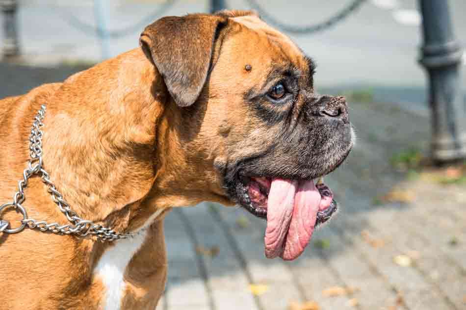 Ein Boxer ausnahmsweise ohne Sabber