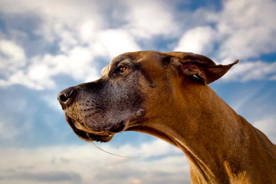 Eine Deutsche Dogge sabbert in den Wind