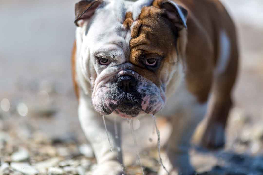 Eine Englische Bulldogge sabbert vor sich hin