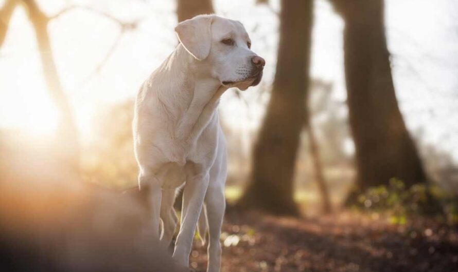 Hüftgelenksdysplasie (HD) beim Hund