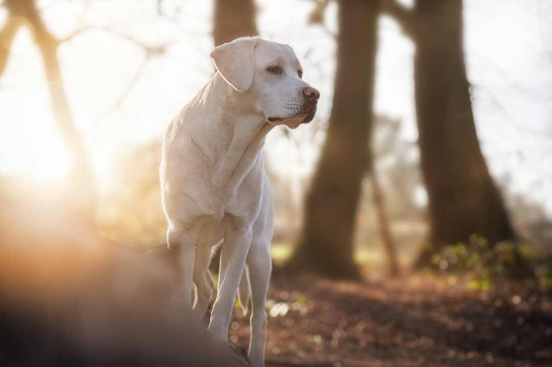 Hüftgelenksdysplasie beim Hund