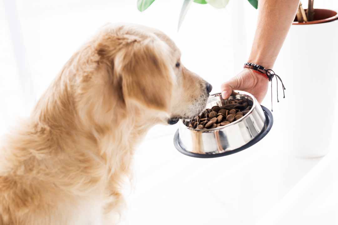 Ein Hund verweigert das Futter