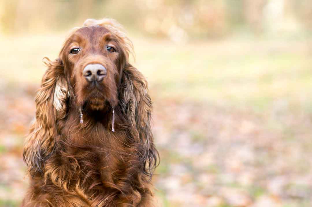 Hunde mit Sabberproblem