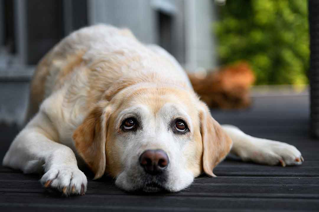 Labrador Retriever mit HD