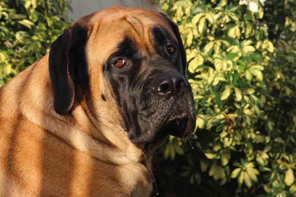 Ein Mastiff sabbert