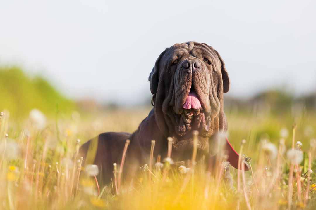 Der Mastino Napoletano hat oft ein Sabberproblem