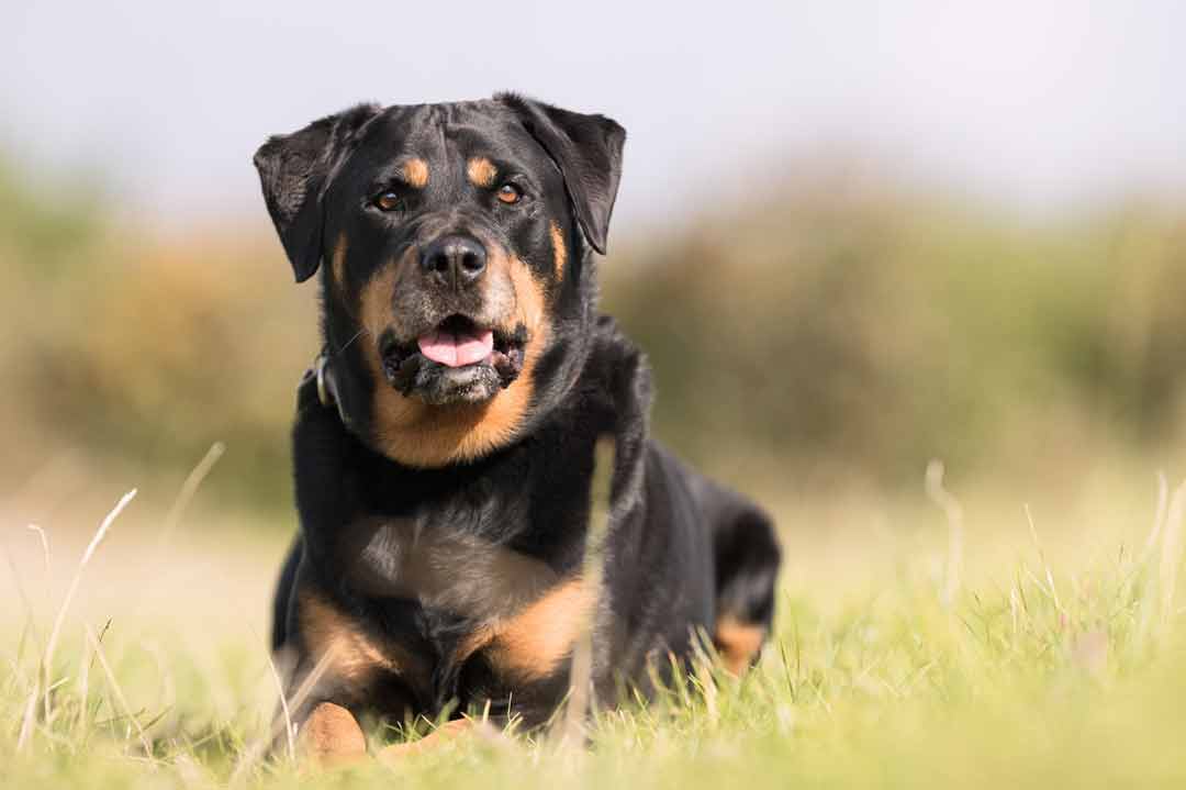 Hüftgelenksdysplasie (HD) beim Rottweiler