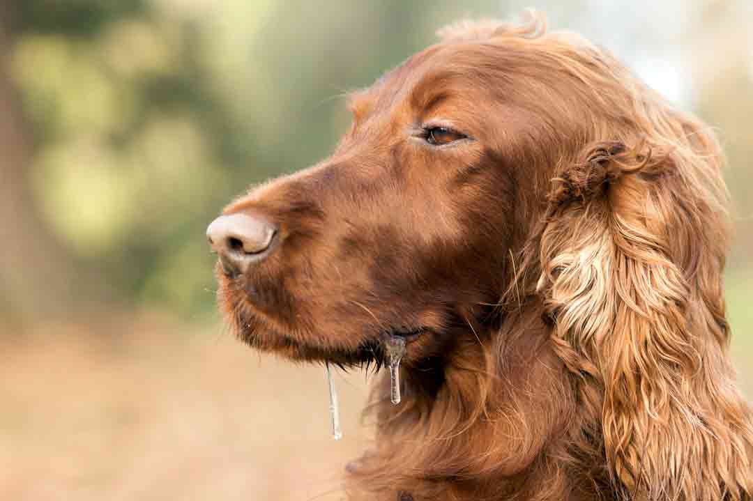 Ein Setter mit Sabber an der Schnute