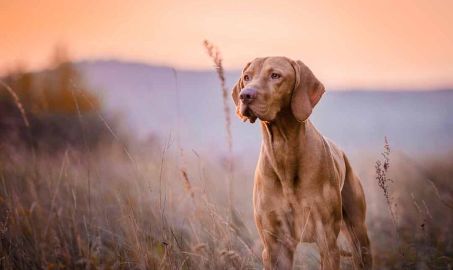 Magyar Vizsla: Charakter, Pflege und Haltung