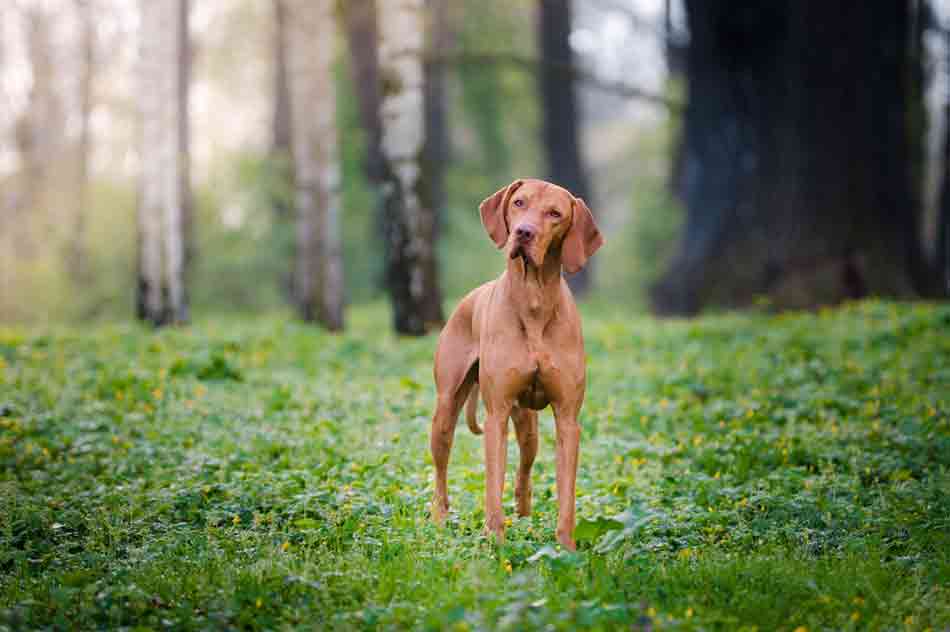 Ein Vizsla steht im Walde ganz still und stumm