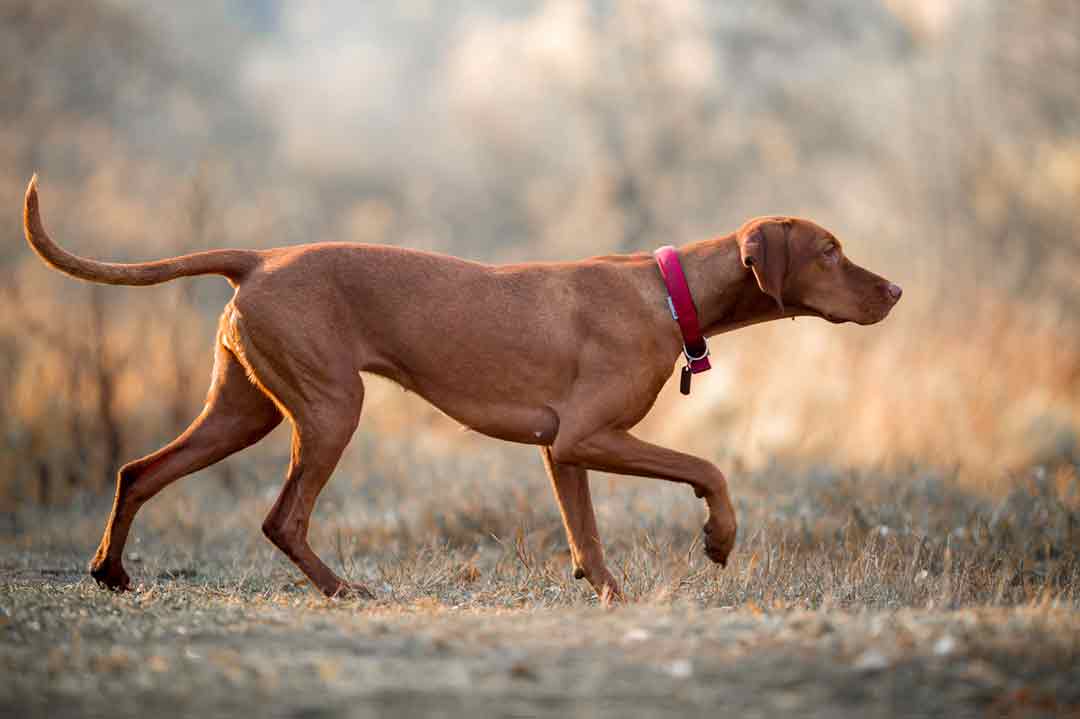 Der Vizsla ist ein Vorstehhund