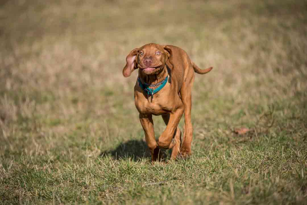 Vizsla-Welpen bekommt nicht jeder