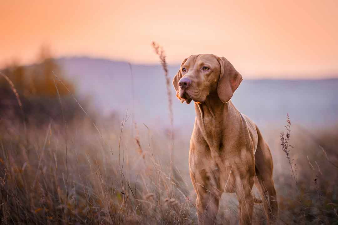 Vizsla im Sonnenuntergang