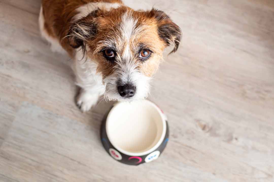 Ein wählerischer Hund frisst nicht