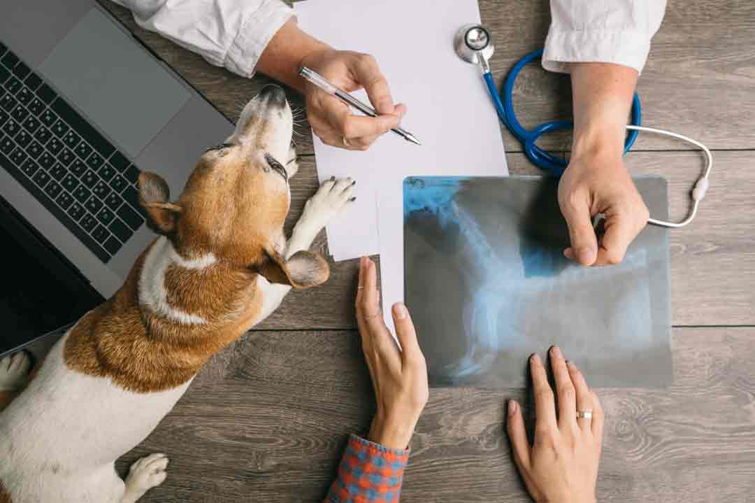 Ein Hund hat keine Angst beim Tierarzt