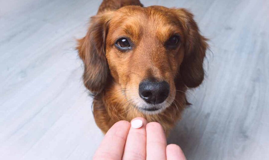 Nahrungsergänzung beim Hund: überflüssig oder wichtig?