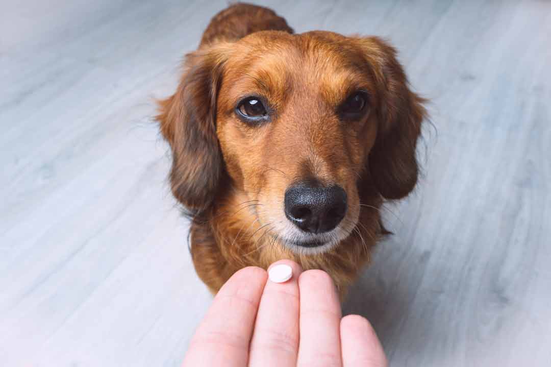 Nahrungsergänzungsmittel für den Hund