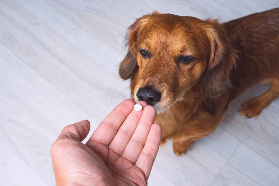 Nahrungsergänzung beim Hund