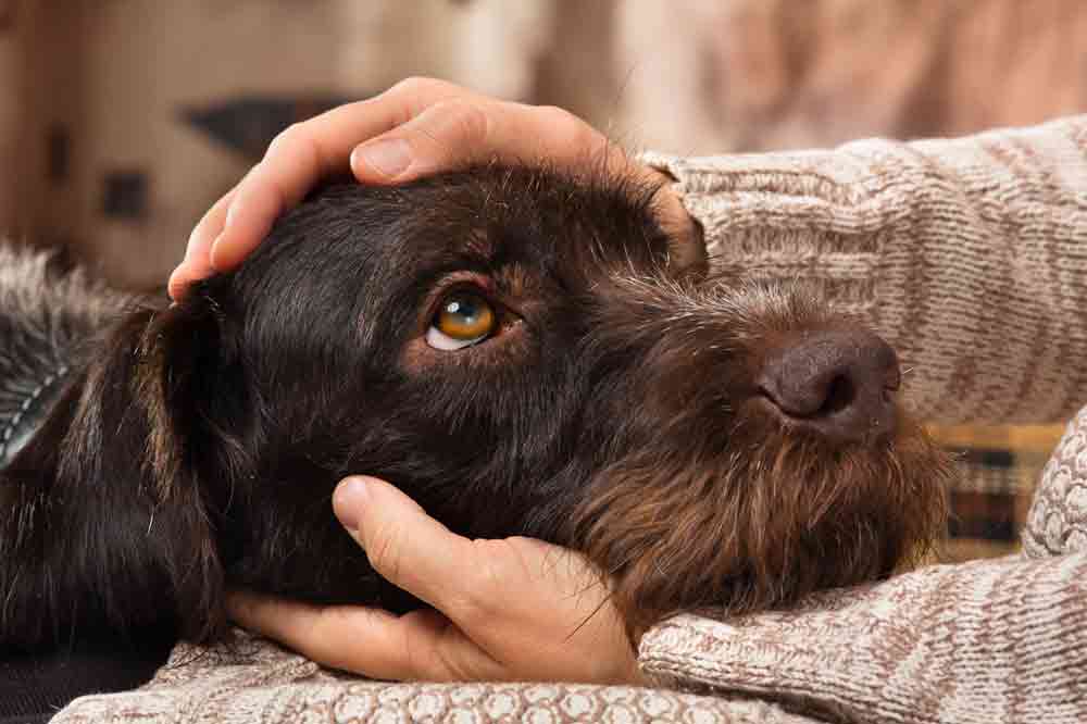 Dem Hund Liebe zeigen