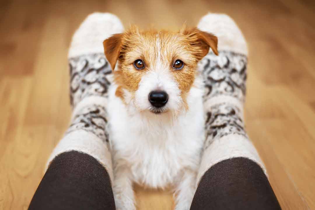 Anzeichen: Vertraut Dir Dein Hund?