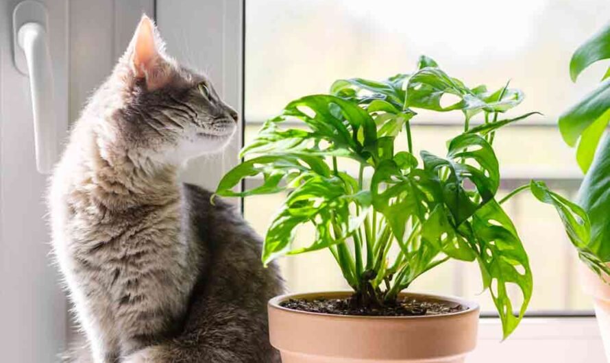 Giftige Pflanzen für Katzen: Die solltest Du kennen!